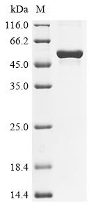 Greater than 90% as determined by SDS-PAGE.