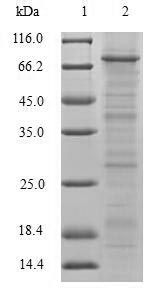 Greater than 90% as determined by SDS-PAGE.