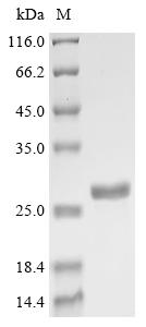 Greater than 90% as determined by SDS-PAGE.