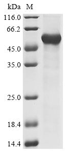 Greater than 85% as determined by SDS-PAGE.