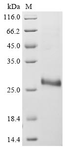 Greater than 90% as determined by SDS-PAGE.