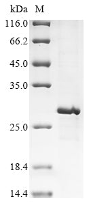 Greater than 85% as determined by SDS-PAGE.