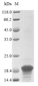 Greater than 85% as determined by SDS-PAGE.