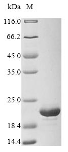 Greater than 90% as determined by SDS-PAGE.