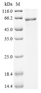 Greater than 85% as determined by SDS-PAGE.