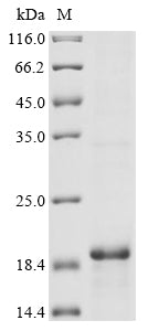 Greater than 85% as determined by SDS-PAGE.