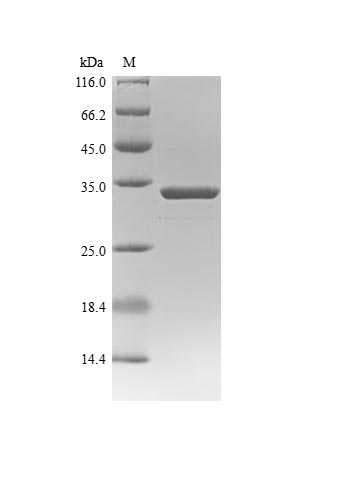 Greater than 90% as determined by SDS-PAGE.