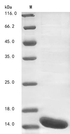 Greater than 85% as determined by SDS-PAGE.