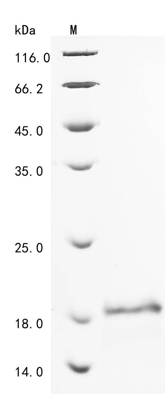 Greater than 90% as determined by SDS-PAGE.