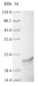 Greater than 85% as determined by SDS-PAGE.