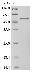 Greater than 85% as determined by SDS-PAGE.