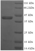 Greater than 90% as determined by SDS-PAGE.