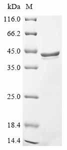 Greater than 85% as determined by SDS-PAGE.