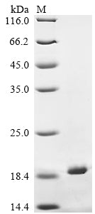 Greater than 90% as determined by SDS-PAGE.