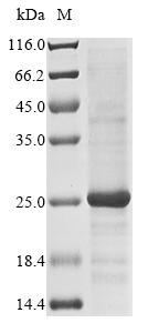 Greater than 85% as determined by SDS-PAGE.