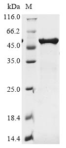 Greater than 90% as determined by SDS-PAGE.