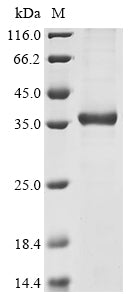 Greater than 85% as determined by SDS-PAGE.