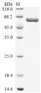 Greater than 85% as determined by SDS-PAGE.