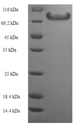 Greater than 90% as determined by SDS-PAGE.