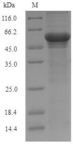 Greater than 90% as determined by SDS-PAGE.