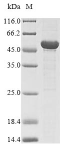 Greater than 85% as determined by SDS-PAGE.