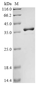 Greater than 90% as determined by SDS-PAGE.