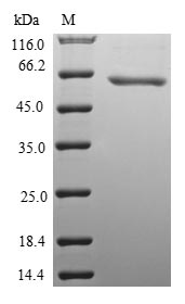 Greater than 90% as determined by SDS-PAGE.