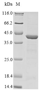 Greater than 90% as determined by SDS-PAGE.