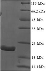 Greater than 90% as determined by SDS-PAGE.