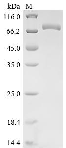 Greater than 90% as determined by SDS-PAGE.