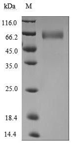 Greater than 95% as determined by SDS-PAGE.