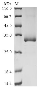 Greater than 85% as determined by SDS-PAGE.