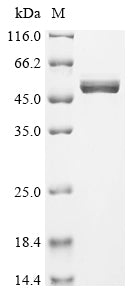 Greater than 90% as determined by SDS-PAGE.