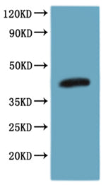 this product is detected by Mouse anti-6*His monoclonal antibody.