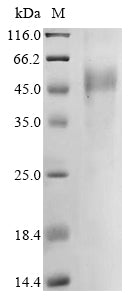 Greater than 85% as determined by SDS-PAGE.