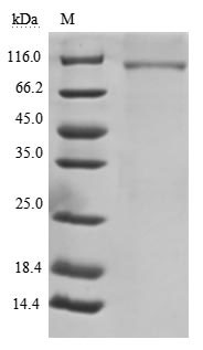 Greater than 90% as determined by SDS-PAGE.