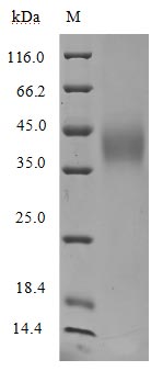 Greater than 95% as determined by SDS-PAGE.