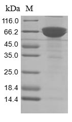 Greater than 85% as determined by SDS-PAGE.