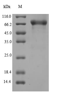 Greater than 90% as determined by SDS-PAGE.