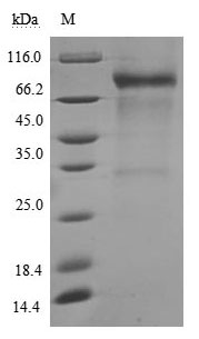 Greater than 90% as determined by SDS-PAGE.