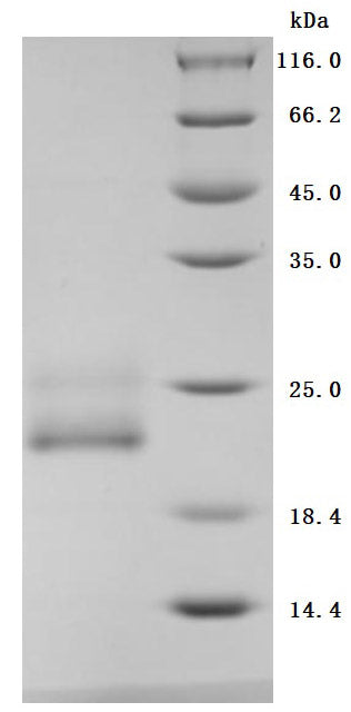 Greater than 95% as determined by SDS-PAGE.