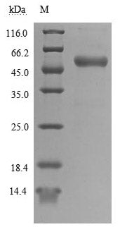 Greater than 90% as determined by SDS-PAGE.