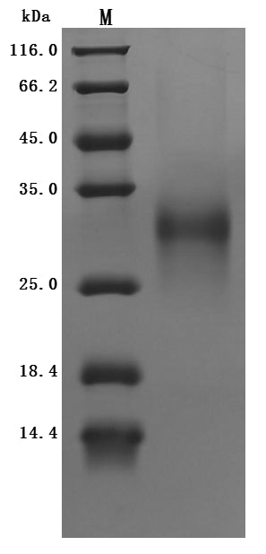 Greater than 95% as determined by SDS-PAGE.