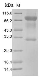 Greater than 85% as determined by SDS-PAGE.