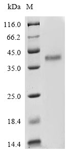 Greater than 85% as determined by SDS-PAGE.