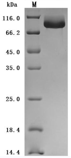 Greater than 95% as determined by SDS-PAGE.