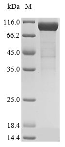 Greater than 85% as determined by SDS-PAGE.