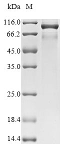 Greater than 85% as determined by SDS-PAGE.