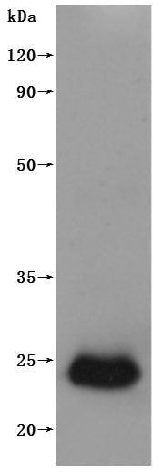 this product is detected by Mouse anti-6*His monoclonal antibody.