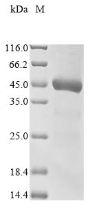 Greater than 90% as determined by SDS-PAGE.